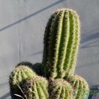 Collecion de Kaktus-grys