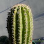 Collecion de Kaktus-grys