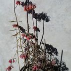 Collecion de Kaktus-grys