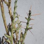 Collecion de Kaktus-grys