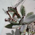 Collecion de Kaktus-grys