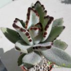 Collecion de Kaktus-grys