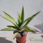 Collecion de Kaktus-grys