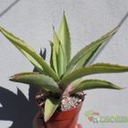 Collecion de Kaktus-grys