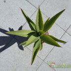 Collecion de Kaktus-grys