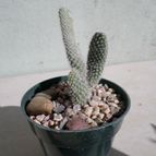Collecion de Kaktus-grys