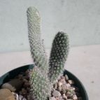 Collecion de Kaktus-grys