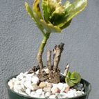 Collecion de Kaktus-grys