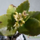 Collecion de Kaktus-grys