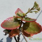 Collecion de Kaktus-grys