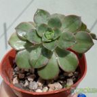 Collecion de Kaktus-grys