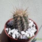 Collecion de Kaktus-grys