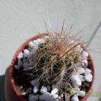 Collecion de Kaktus-grys