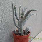 Collecion de Kaktus-grys