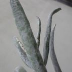 Collecion de Kaktus-grys