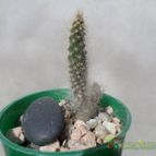 Collecion de Kaktus-grys