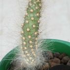 Collecion de Kaktus-grys