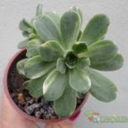 Collecion de Kaktus-grys