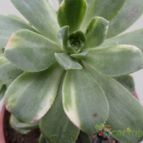 Collecion de Kaktus-grys