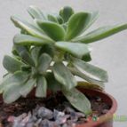 Collecion de Kaktus-grys