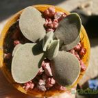 Collecion de Kaktus-grys