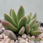 Collecion de Kaktus-grys