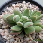 Collecion de Kaktus-grys