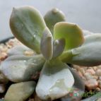 Collecion de Kaktus-grys