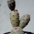 Collecion de Kaktus-grys