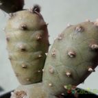 Collecion de Kaktus-grys