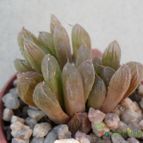 Collecion de Kaktus-grys