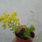 Collecion de Kaktus-grys