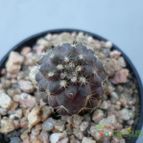 Collecion de Kaktus-grys