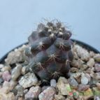 Collecion de Kaktus-grys