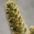 Collecion de Kaktus-grys