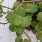 Collecion de Kaktus-grys