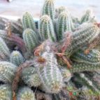 Collecion de Kaktus-grys