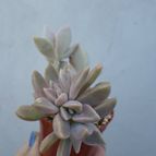Collecion de Kaktus-grys