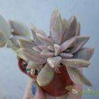 Collecion de Kaktus-grys