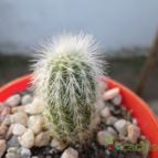 Collecion de Kaktus-grys