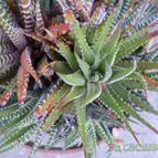 Collecion de Kaktus-grys