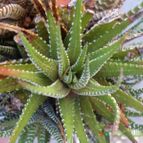 Collecion de Kaktus-grys
