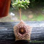 Collecion de Kaktus-grys