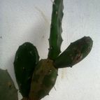 Collecion de Kaktus-grys