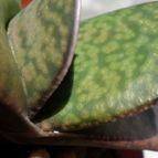 Collecion de Kaktus-grys