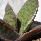 Collecion de Kaktus-grys