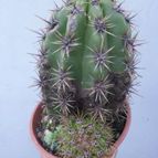 Collecion de Kaktus-grys