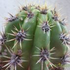 Collecion de Kaktus-grys