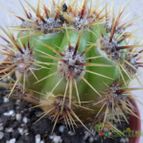 Collecion de Kaktus-grys
