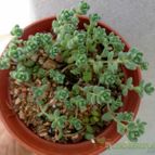 Collecion de Kaktus-grys